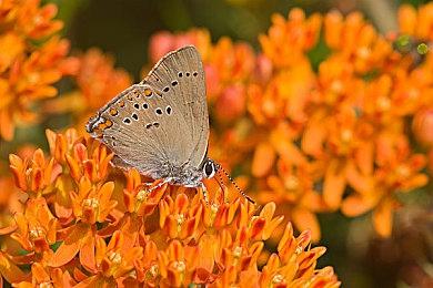 《超古代兵器霍莉》即将登陆PS4 迷宫探索动作新游