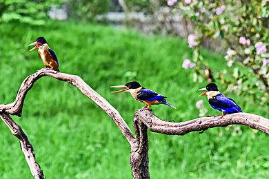 卡普空推出《怪猎荒野》封面怪“锁刃龙”手办 霸气侧漏